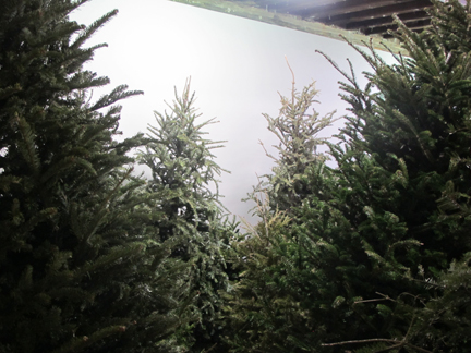 image of Christmas trees in a gallery